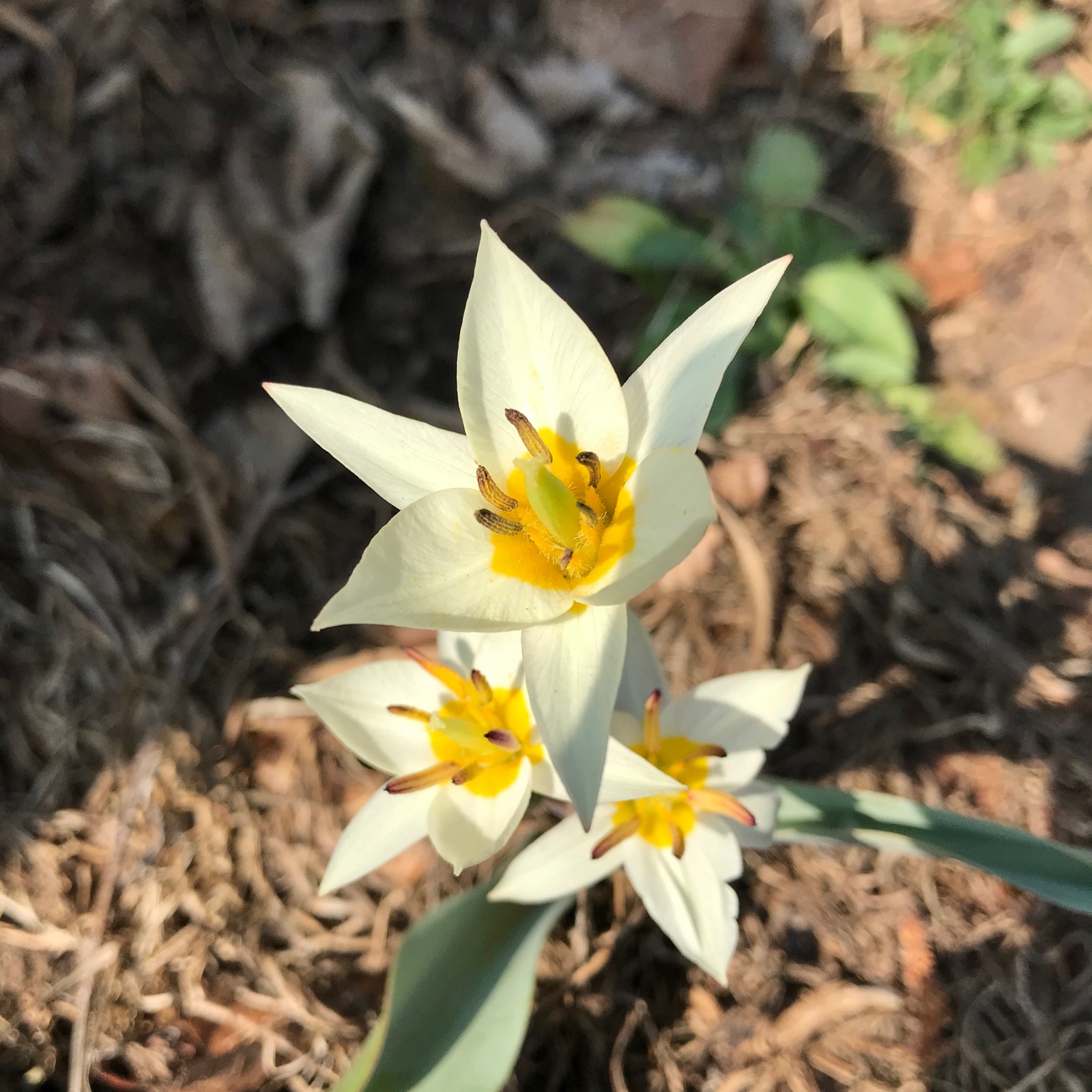 Wild tulip flower in my garden